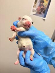 Shelter Stray Female Dog last seen S Marks Ave & Church Ave, Fresno Zone Fresno CO 2 93706, CA, 1510 W Dan Ronquillo Dr, Fresno, CA 93706, USA