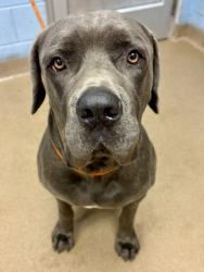 Shelter Stray Male Dog last seen Near Peachtree Ind Cir Chamblee, GA 30341, 30341, GA, 3280 Chamblee Dunwoody Rd, Chamblee, GA 30341, USA