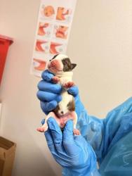 Shelter Stray Female Dog last seen S Marks Ave & Church Ave, Fresno Zone Fresno CO 2 93706, CA, 1510 W Dan Ronquillo Dr, Fresno, CA 93706, USA