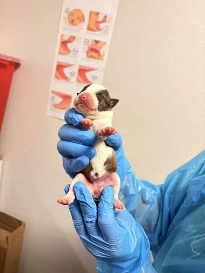 Shelter Stray Female Dog last seen S Marks Ave & Church Ave, Fresno Zone Fresno CO 2 93706, CA, 1510 W Dan Ronquillo Dr, Fresno, CA 93706, USA