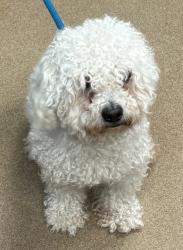 Shelter Stray Male Dog last seen Main St, Tucker, GA 30084, 30084, GA, 3280 Chamblee Dunwoody Rd, Chamblee, GA 30341, USA