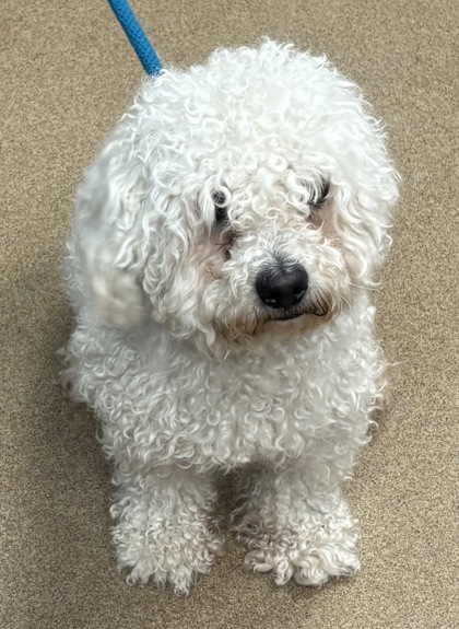 Shelter Stray Male Dog last seen Main St, Tucker, GA 30084, 30084, GA, 3280 Chamblee Dunwoody Rd, Chamblee, GA 30341, USA