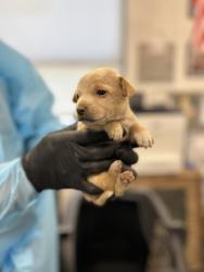 Shelter Stray Male Dog last seen W Mount Whitney Ave & S West Ave, Riverdale Zone Fresno CO 1B 93656, CA, 1510 W Dan Ronquillo Dr, Fresno, CA 93706, USA