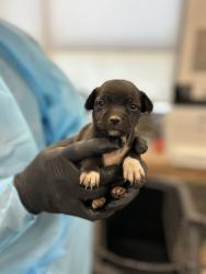 Shelter Stray Female Dog last seen W Mount Whitney Ave & S West Ave, Riverdale Zone Fresno CO 1B 93656, CA, 1510 W Dan Ronquillo Dr, Fresno, CA 93706, USA