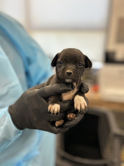 Shelter Stray Female Dog last seen W Mount Whitney Ave & S West Ave, Riverdale Zone Fresno CO 1B 93656, CA, 1510 W Dan Ronquillo Dr, Fresno, CA 93706, USA
