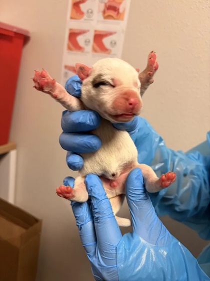 Shelter Stray Female Dog last seen S Marks Ave & Church Ave, Fresno Zone Fresno CO 2 93706, CA, 1510 W Dan Ronquillo Dr, Fresno, CA 93706, USA