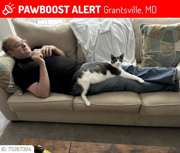 Lost Female Cat last seen New Germany Road, Grantsville, MD 21536