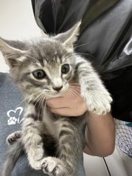 Shelter Stray Male Cat last seen Near Expo Pkwy, City of Sacramento, CA, 6201 Florin Perkins Rd, Sacramento, CA 95828, USA