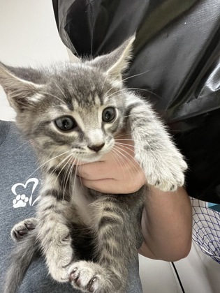 Shelter Stray Male Cat last seen Near Expo Pkwy, City of Sacramento, CA, 6201 Florin Perkins Rd, Sacramento, CA 95828, USA