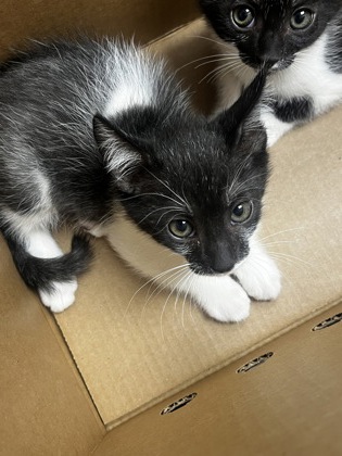Shelter Stray Female Cat last seen ROUTIER RD at MILLS STATION RD, Rancho Cordova, CA, 6201 Florin Perkins Rd, Sacramento, CA 95828, USA