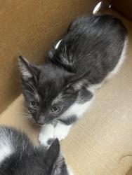 Shelter Stray Male Cat last seen ROUTIER RD at MILLS STATION RD, Rancho Cordova, CA, 6201 Florin Perkins Rd, Sacramento, CA 95828, USA
