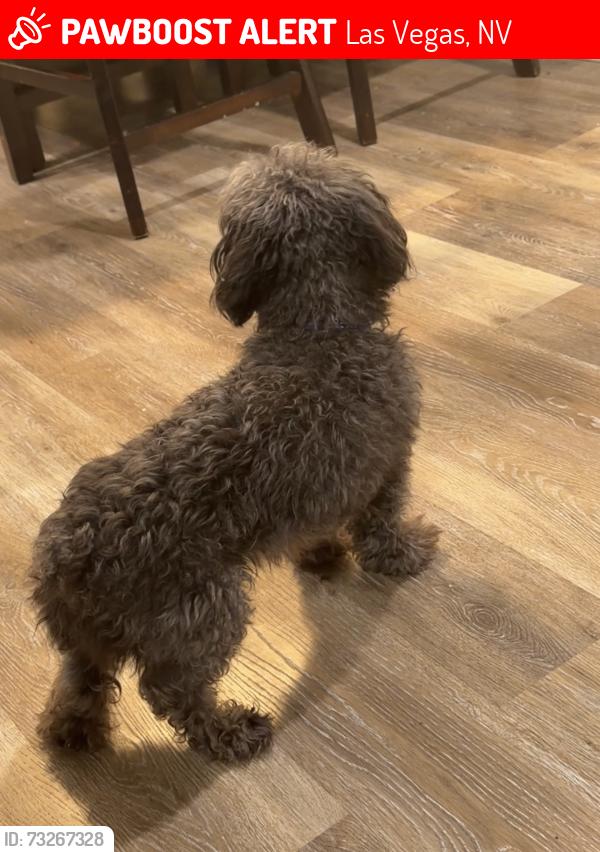 Lost Male Dog last seen Bruce, Las Vegas, NV 89169