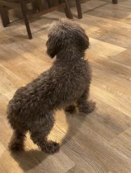 Lost Male Dog last seen Bruce, Las Vegas, NV 89169