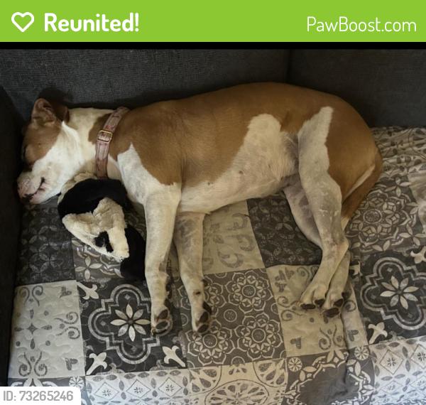 Reunited Female Dog last seen Periwinkle Dr/Summerfields Area, Fort Worth, TX 76137