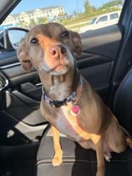 Lost Female Dog last seen Kirkman Rd, Orlando, FL 32811