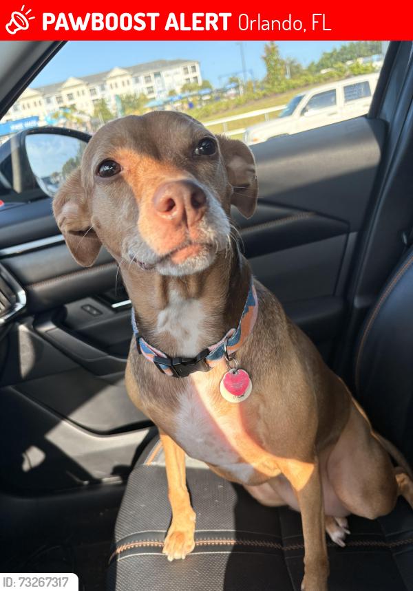 Lost Female Dog last seen Kirkman Rd, Orlando, FL 32811