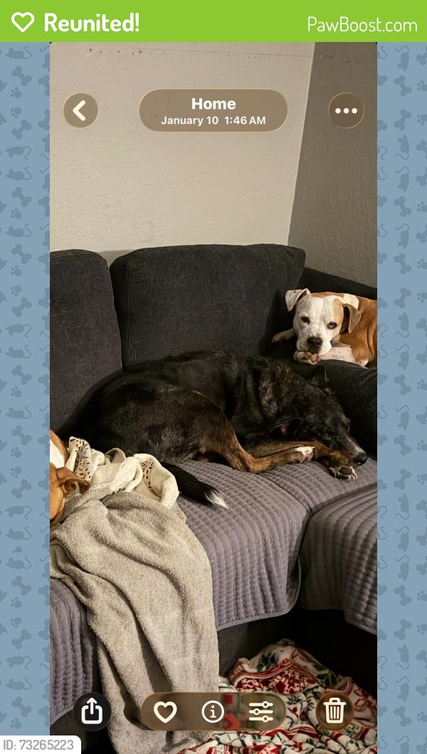 Reunited Female Dog last seen Periwinkle Dr/Summerfields Area, Fort Worth, TX 76137