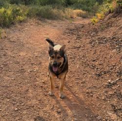 Lost Male Dog last seen McCullough creek rd, Douglas County, OR 97442