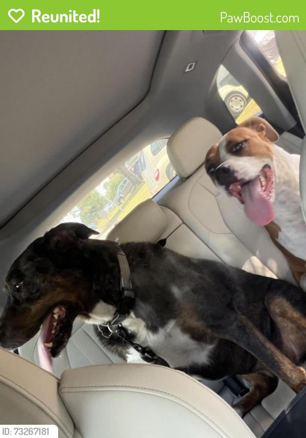 Reunited Female Dog last seen Summerfields, Fort Worth, TX 76137