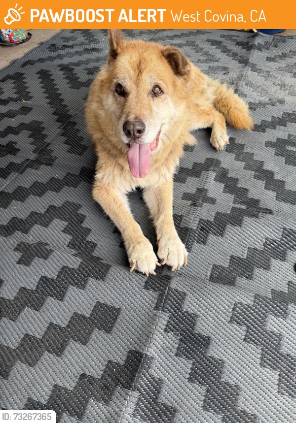 Found/Stray Male Dog last seen Workman / N Ellen Drive, West Covina, CA 91790