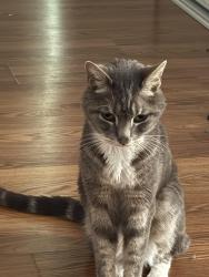 Reunited Male Cat last seen Cathwood and Pawnee By Target, Alameda, CA 94501