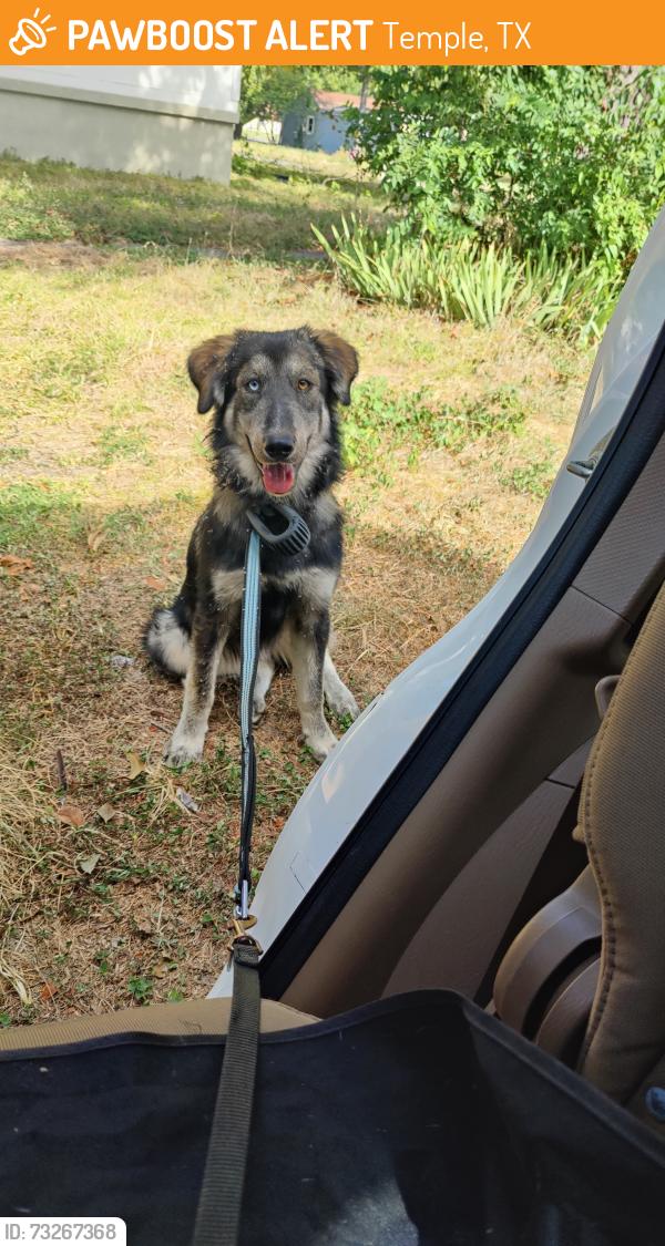 Found/Stray Female Dog last seen West avenue I and South 19th Street, Temple, TX 76504