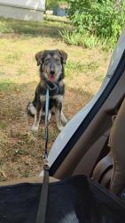 Found/Stray Female Dog last seen West avenue I and South 19th Street, Temple, TX 76504