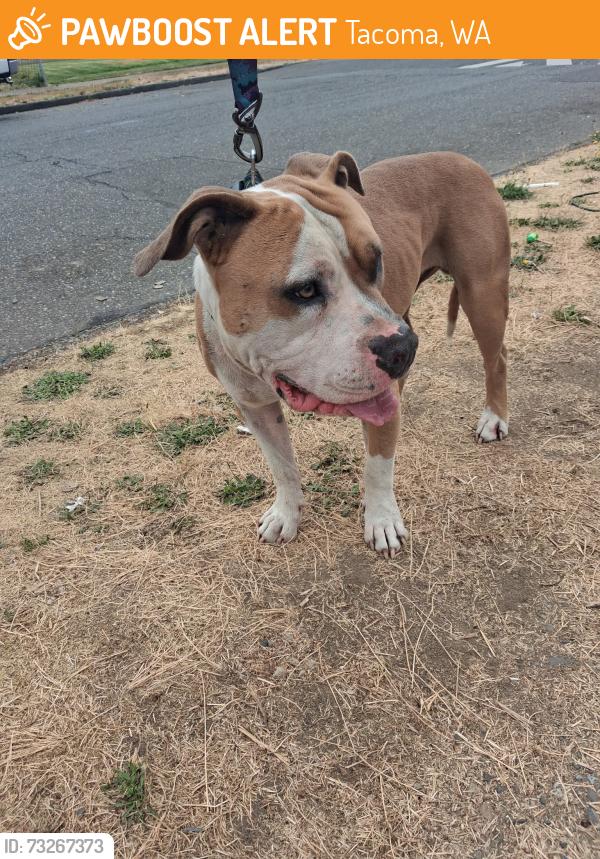 Found/Stray Male Dog last seen 86th and park ave close to Yakima ave, Tacoma, WA 98408