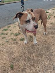 Found/Stray Male Dog last seen 86th and park ave close to Yakima ave, Tacoma, WA 98408