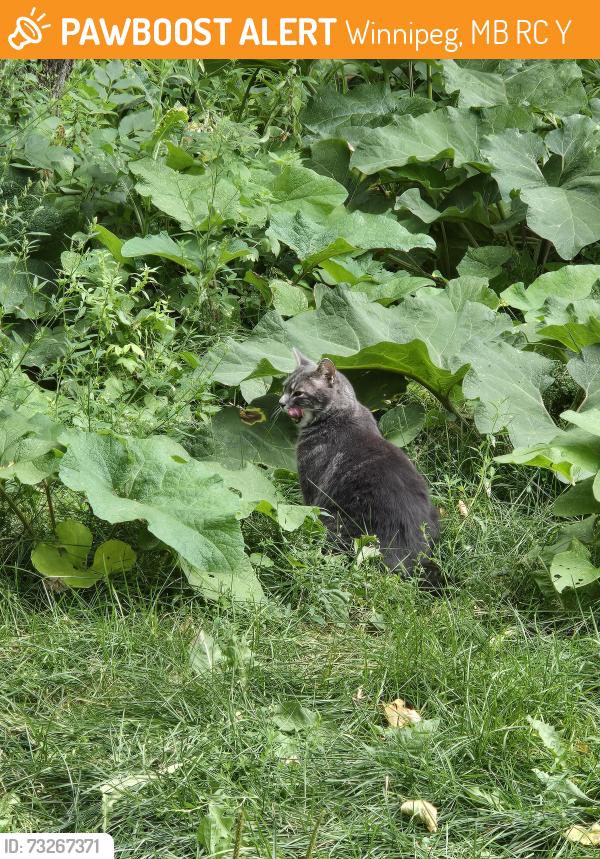 Found/Stray Unknown Cat last seen Assiniboine Avenue and Osborne St, Winnipeg, MB R3C 0Y9