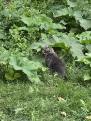 Found/Stray Unknown Cat last seen Assiniboine Avenue and Osborne St, Winnipeg, MB R3C 0Y9