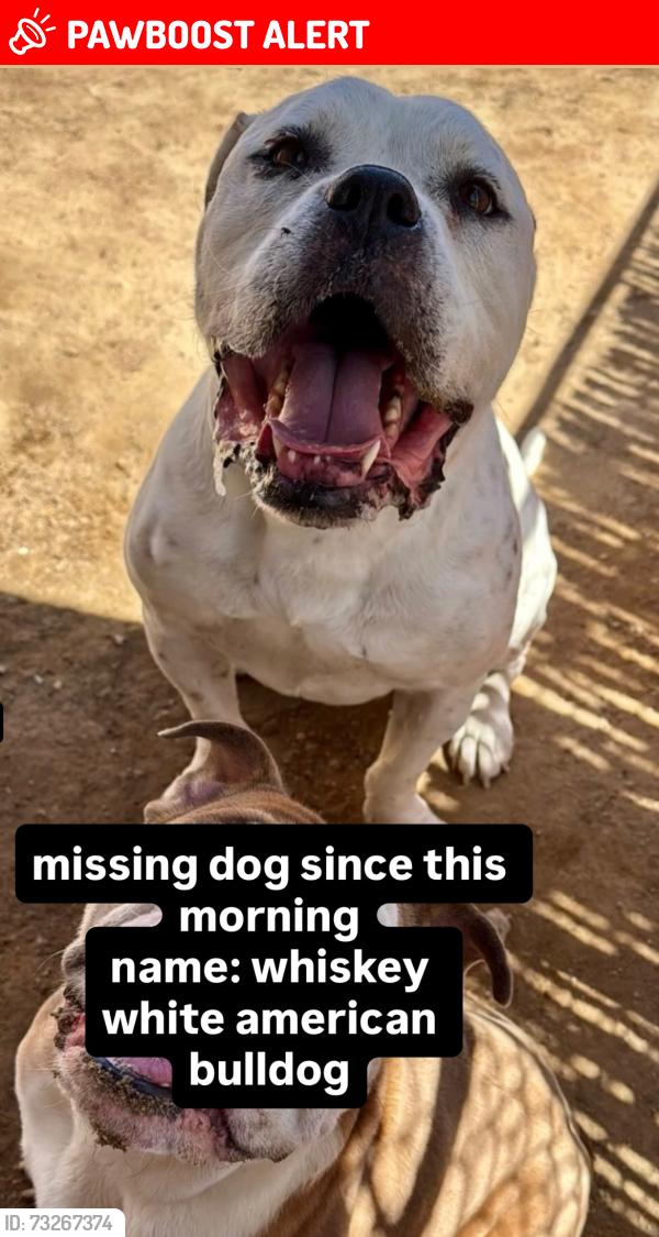 Lost Male Dog last seen Near sun ct, Twentynine Palms, CA 92277