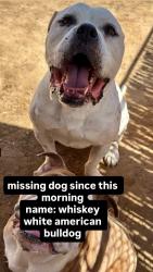 Lost Male Dog last seen Near sun ct, Twentynine Palms, CA 92277