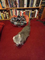 Lost Male Cat last seen Emerald Avenue and Joe Orr Rd., Chicago Heights, IL 60411