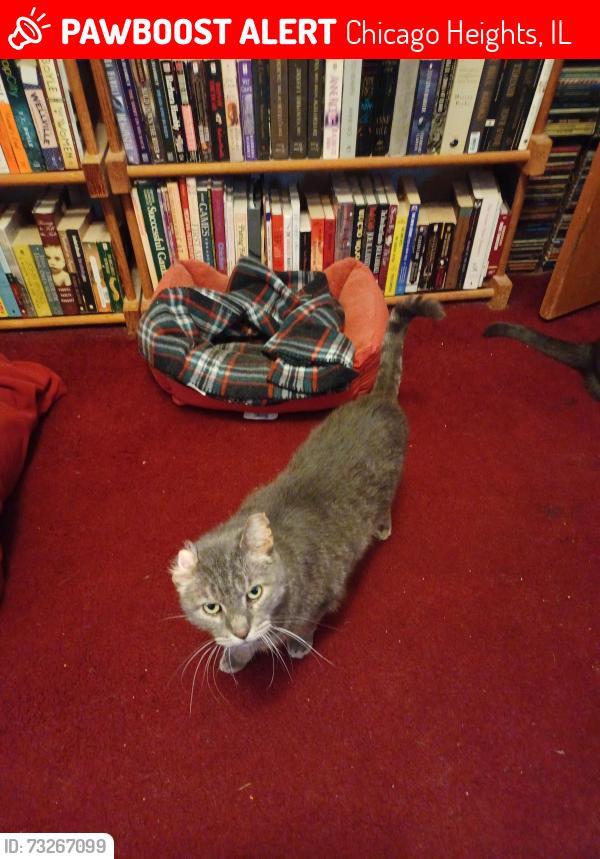 Lost Male Cat last seen Emerald Avenue and Joe Orr Rd., Chicago Heights, IL 60411