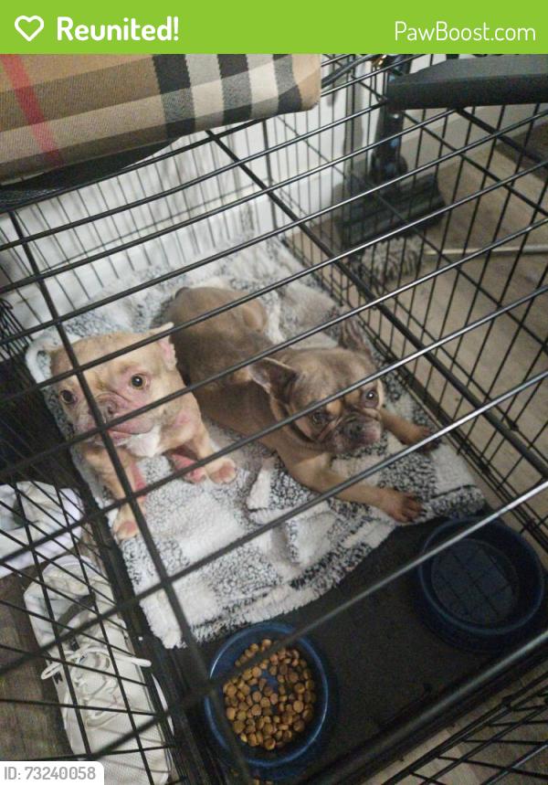 Reunited Female Dog last seen Lorraine and village green, Stockton, CA 95210