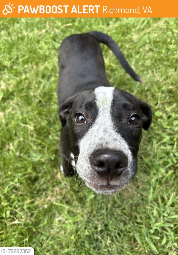 Found/Stray Male Dog last seen Fifth Avenue and Pollock St, Richmond, VA 23222
