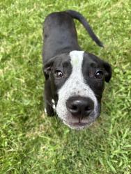 Found/Stray Male Dog last seen Fifth Avenue and Pollock St, Richmond, VA 23222