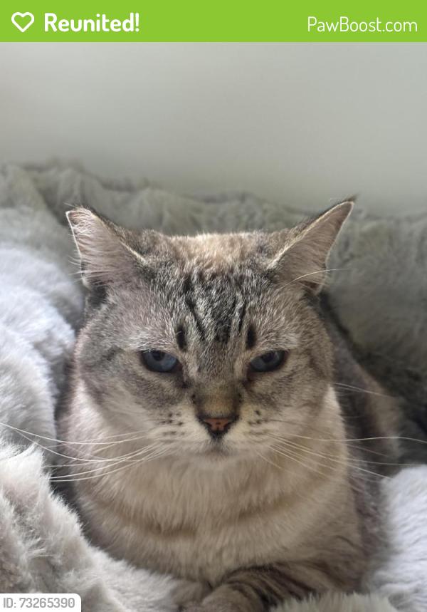 Reunited Female Cat last seen 15th and Highland, Manhattan Beach, CA 90266