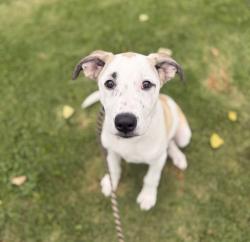 Shelter Stray Male Dog last seen South Shore Drive, ALAMEDA, CA, 94501, 8323 Baldwin St, Oakland, CA 94621, USA