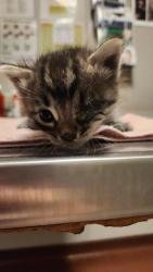 Shelter Stray Male Cat last seen Near Burroughs Avenue, SAN LEANDRO, CA, 94579, 8323 Baldwin St, Oakland, CA 94621, USA
