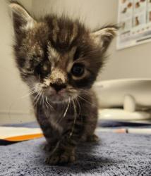 Shelter Stray Male Cat last seen Near Burroughs Avenue, SAN LEANDRO, CA, 94577, 8323 Baldwin St, Oakland, CA 94621, USA