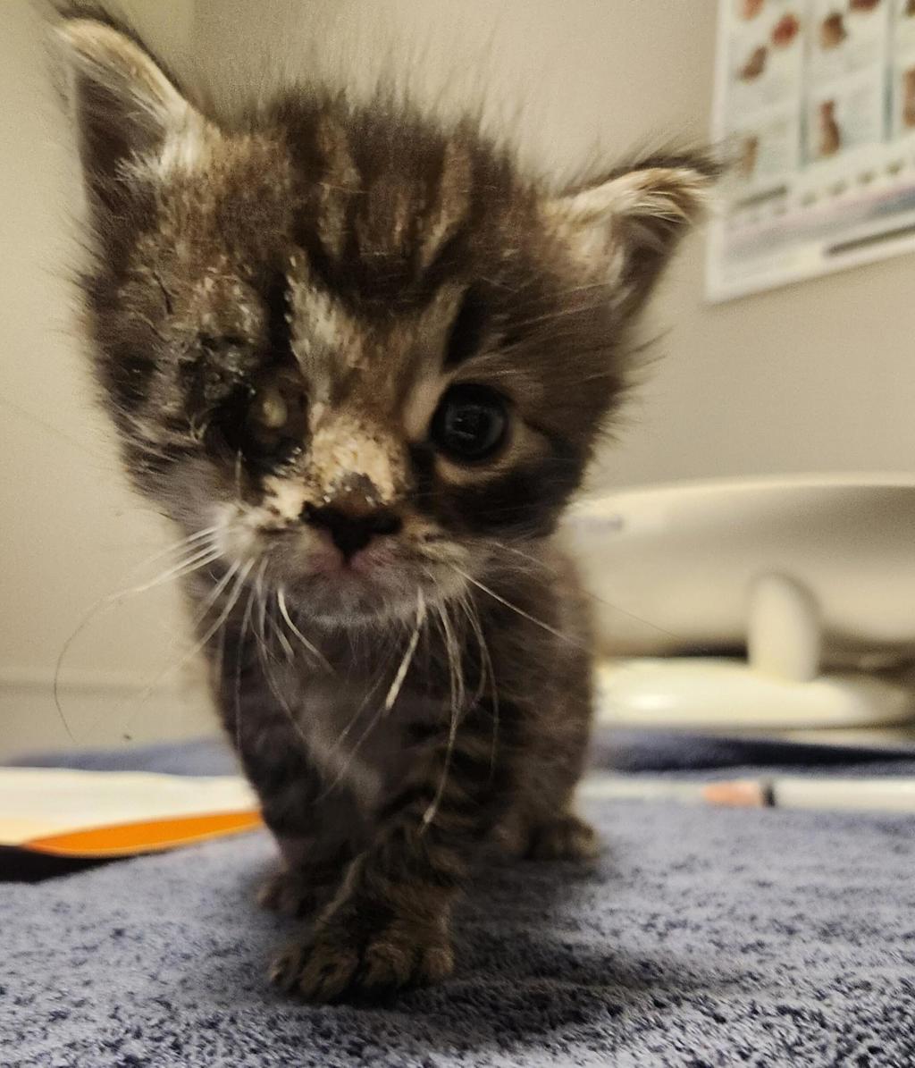 Shelter Stray Male Cat last seen Near Burroughs Avenue, SAN LEANDRO, CA, 94577, 8323 Baldwin St, Oakland, CA 94621, USA