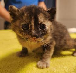 Shelter Stray Female Cat last seen Found while gardening outside the coliseum hidden in the grass, OAKLAND, CA, 94621, 8323 Baldwin St, Oakland, CA 94621, USA