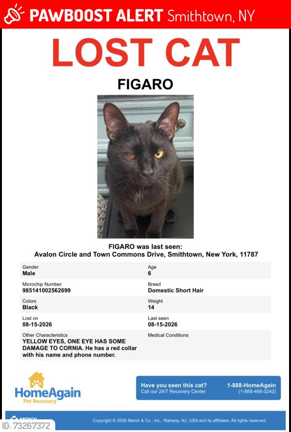 Lost Male Cat last seen Avalon circle, Smithtown, NY 11787