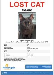 Lost Male Cat last seen Avalon circle, Smithtown, NY 11787