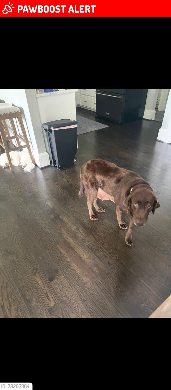 Lost Female Dog last seen Popular Ridge Road, Randolph County, NC 27370