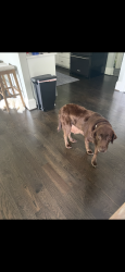Lost Female Dog last seen Popular Ridge Road, Randolph County, NC 27370