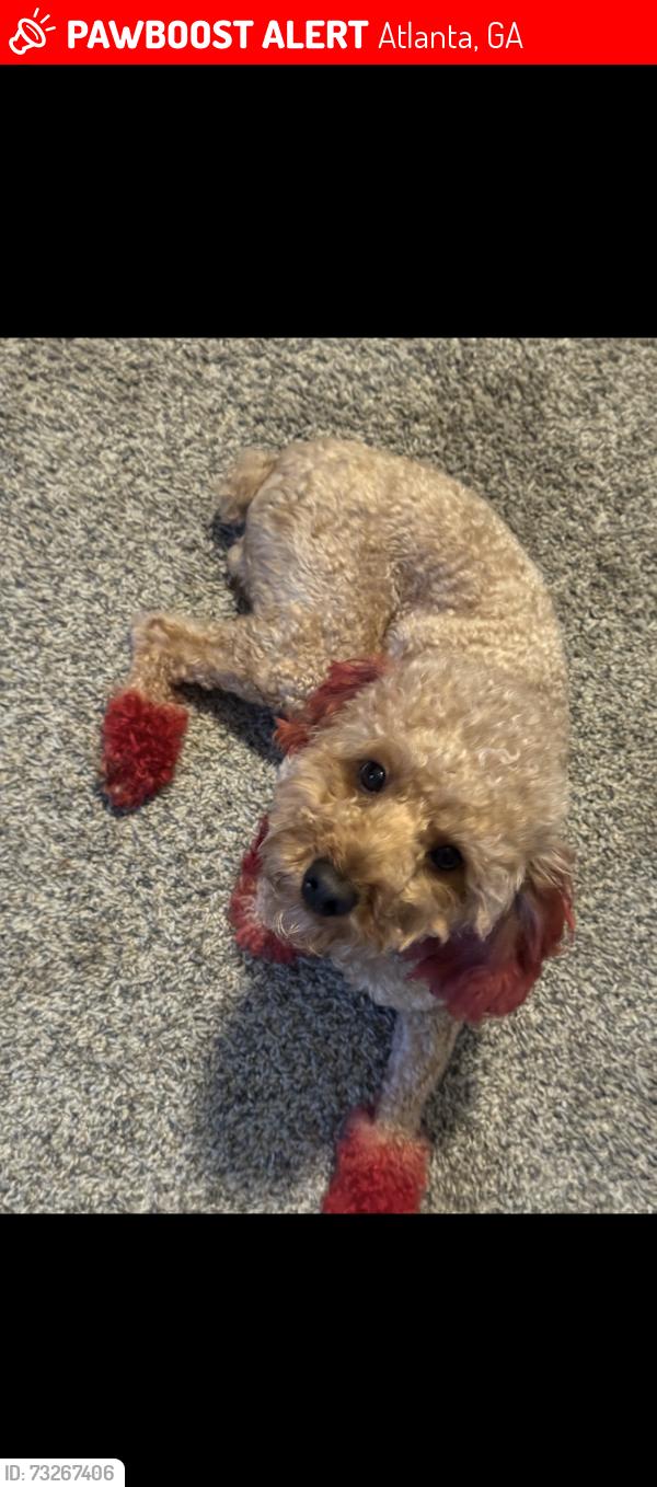 Lost Male Dog last seen Near bluestone dr sw, Atlanta, GA 30331