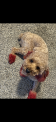 Lost Male Dog last seen Near bluestone dr sw, Atlanta, GA 30331